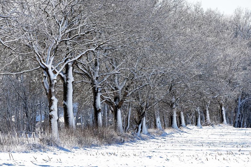 Winter landscape with snow-covered trees, a row of oaks (Quercus robur) at the edge of a field, Schleswig-Holstein, Germany
