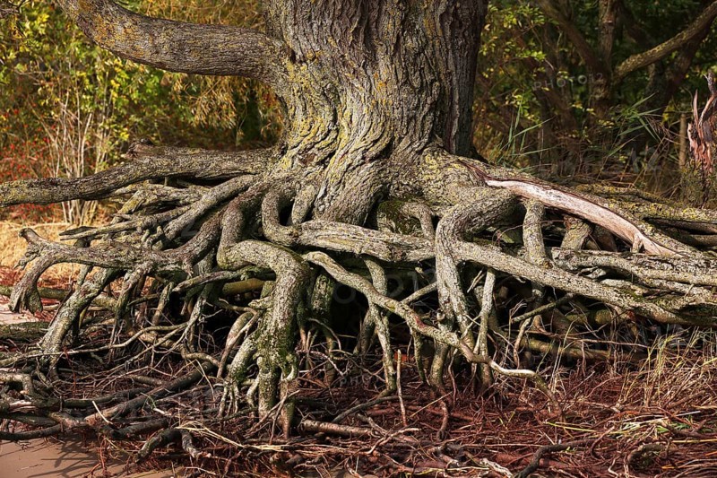 Root system from an old tree on the banks of the Elbe, Schleswig-Holstein, Germany