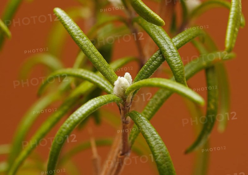 Rosemary (Rosmarinus officinalis), twigs with young, very hairy leaves, in the studio, North Rhine-Westphalia, Germany