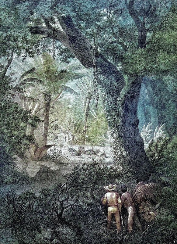 Hunting for wild turkeys, Meleagris gallopavo, in Mexico, two hunters watching the birds in the forest/Hunting of Wild Turkey, in Mexico, two hunters watching the birds in the wood, historical, digitally restored reproduction of an original original from the 19th century, exact original date unknown, colored later