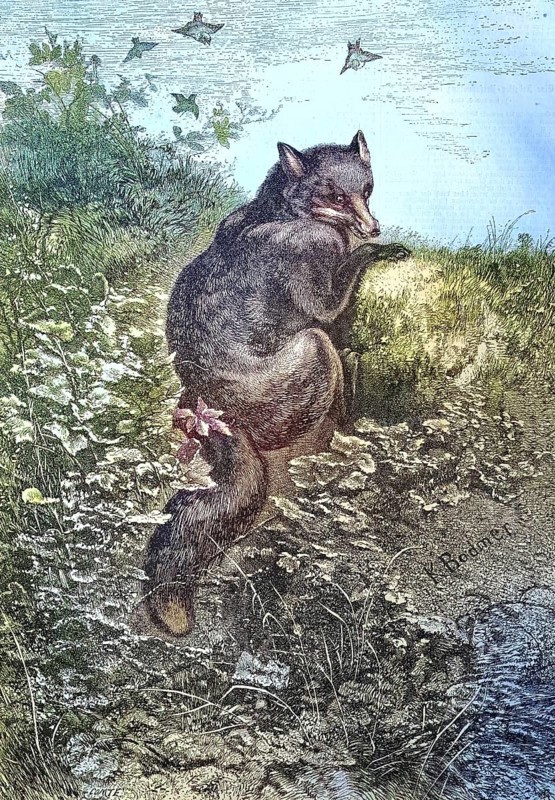 Illustration of a red fox, Vulpes vulpes, in nature/illustration of a red fox, in the nature, historical, digitally restored reproduction of an original model from the 19th century, exact original date not known, subsequently colored