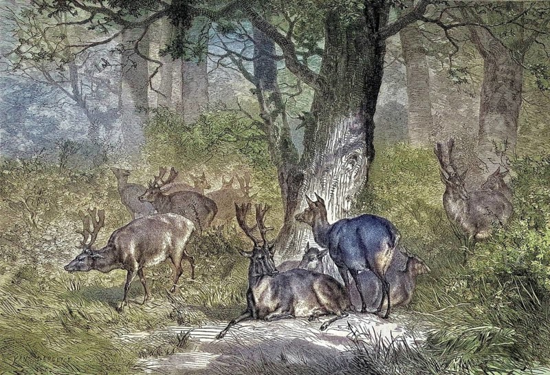 Fallow deer, dama dama, fallow deer in Avon Valley Country Park, Bristol, England/fallow deer, fallow deer at Avon Valley Country Park, England, historical, digitally restored reproduction of an original original from the 19th century, exact original date not known, subsequently colored