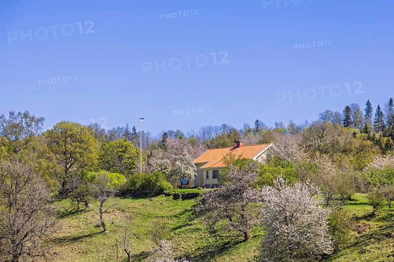 Small country house with red tile roof on green hillside surrounded by flowering cherry trees and forest under clear blue sky in a natural rural landscape, Sweden