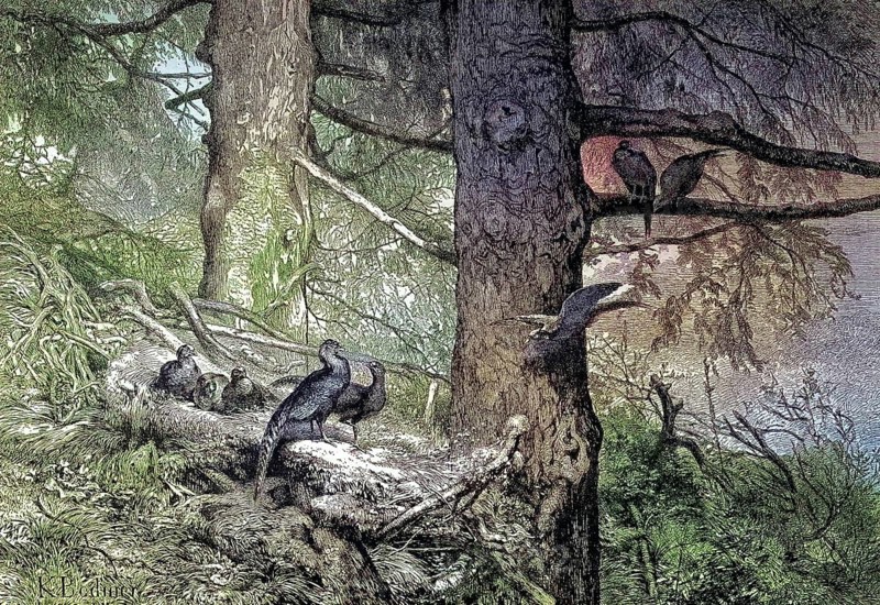 Common pheasant, Phasianus colchicus, im Wald, Germany/common pheasant, in the wood, Germany, historical, digitally restored reproduction of an original model from the 19th century, exact original date not known, subsequently colored