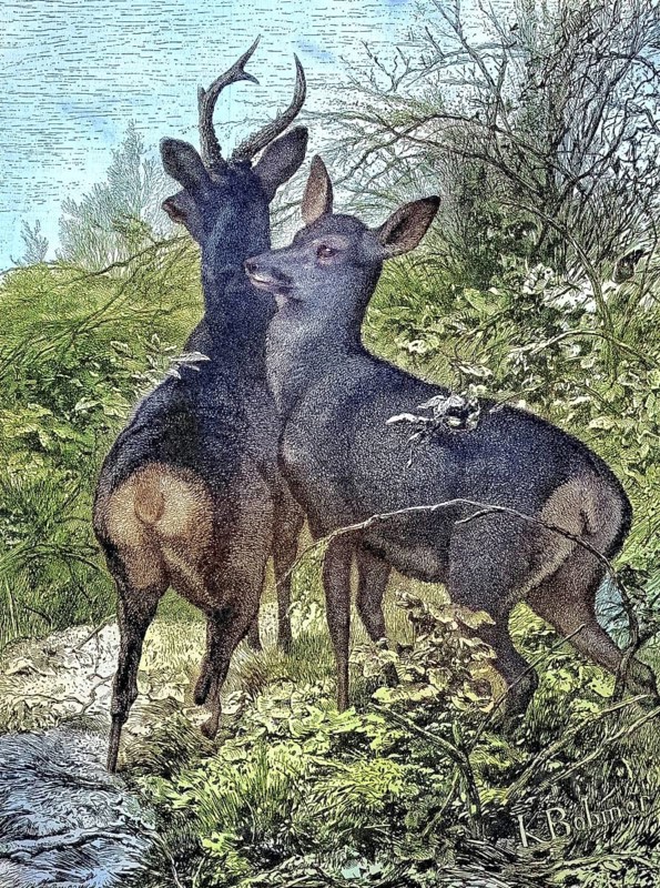 Male buck and female trick, roe deer, in nature/Male buck and female doe, roe deer, in the nature, historical, digitally restored reproduction of an original original from the 19th century, exact original date not known, subsequently colored