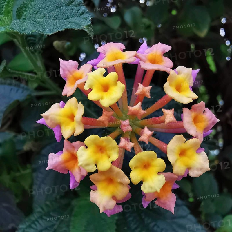 Nature photograph of a colourful flower, lantana camara with yellow and pink blossoms, morocco