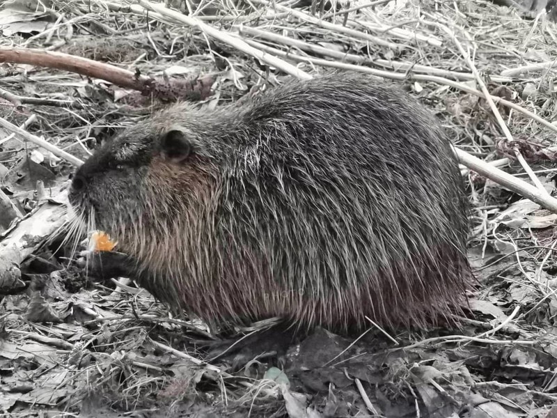 A nutria (myocastor coypus) sits in the leaves and eats something, Thuringian Forest nature park Park