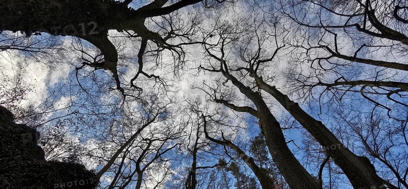 Trees and branches rise up against a blue sky with white clouds, Franconian Switzerland