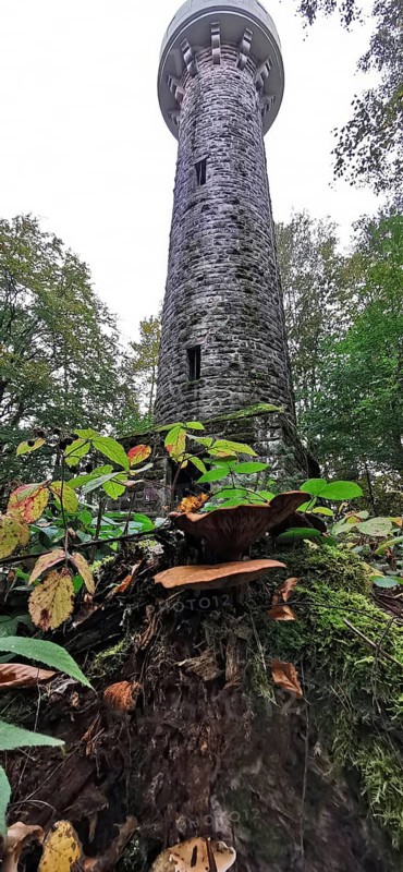Lucas Cranach tower, frog-eye view, in wooded area, with mushrooms, Frankenwald nature park Park