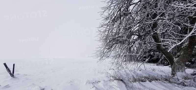Snowy tree on the edge of a field in a quiet winter landscape, Rennsteig, Thuringian Forest nature park Park
