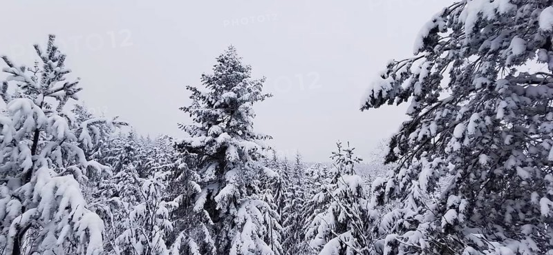 Snowy coniferous forest under a cloudy winter sky, Fichtelgebirge