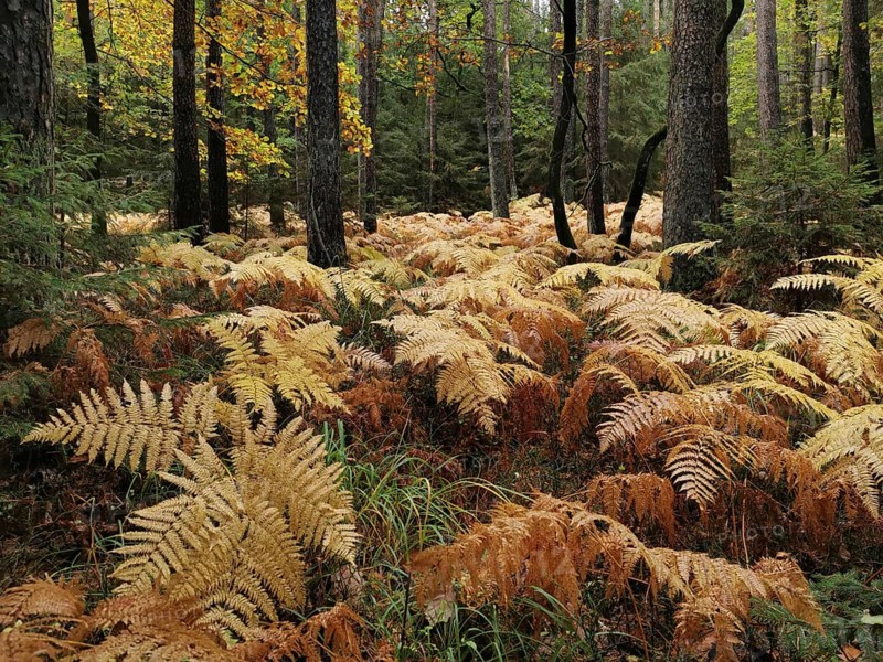 Yellow fern (fern) widely covers the forest floor in autumn, Franconian Forest nature park Park
