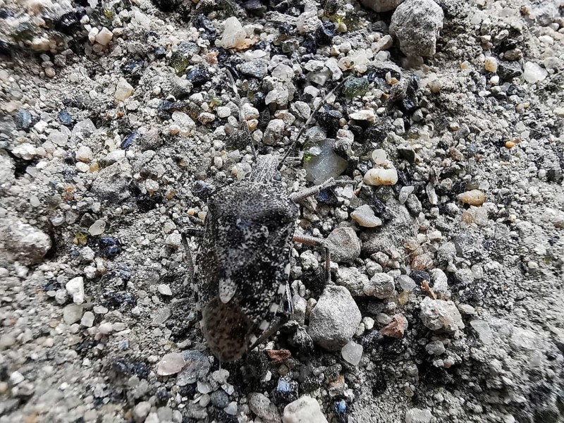 A Raphigaster nebulosa (Raphigaster nebulosa) well camouflaged on grey gravel, Fichtelgebirge