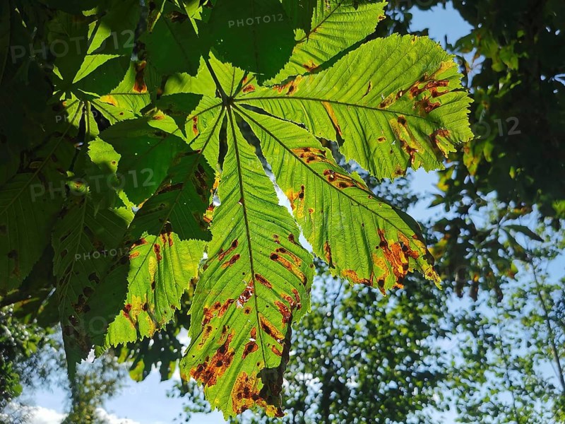 Green leaves of a horse chestnut (aesculus) in sunlight with shadows, Franconian Forest nature park Park