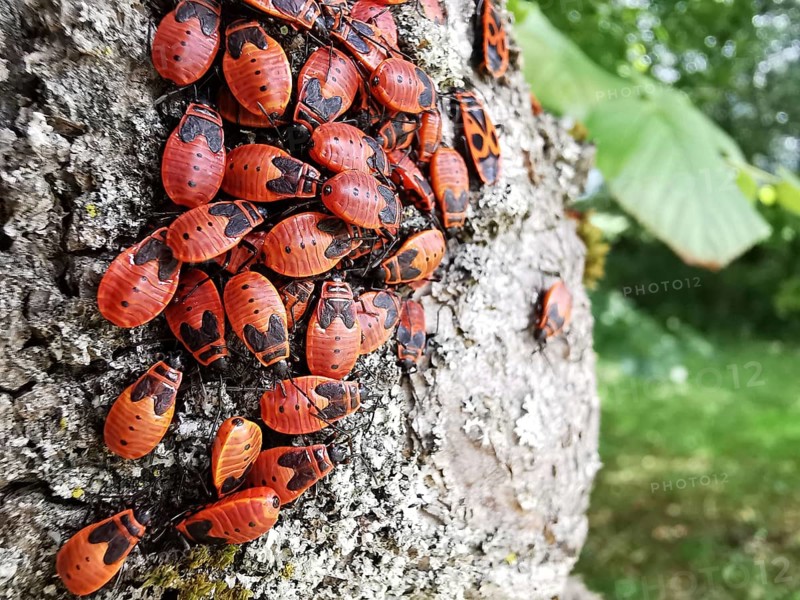A group of red insects, common fire bugs (pyrrhocoris apterus) crawling on the bark of a tree, Franconian Forest nature park Park