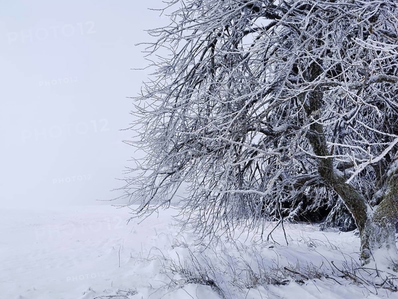 Snow-covered tree in a pristine winter field, Rennsteig, Thuringian Forest nature park Park