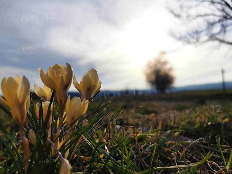 Yellow crocuses (crocus) in a meadow with blurred background at sunset, Franconian Forest nature park Park
