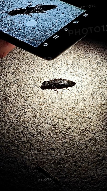 Insect (insecta) is viewed at night in the light of a smartphone, Franconian Forest nature park Park