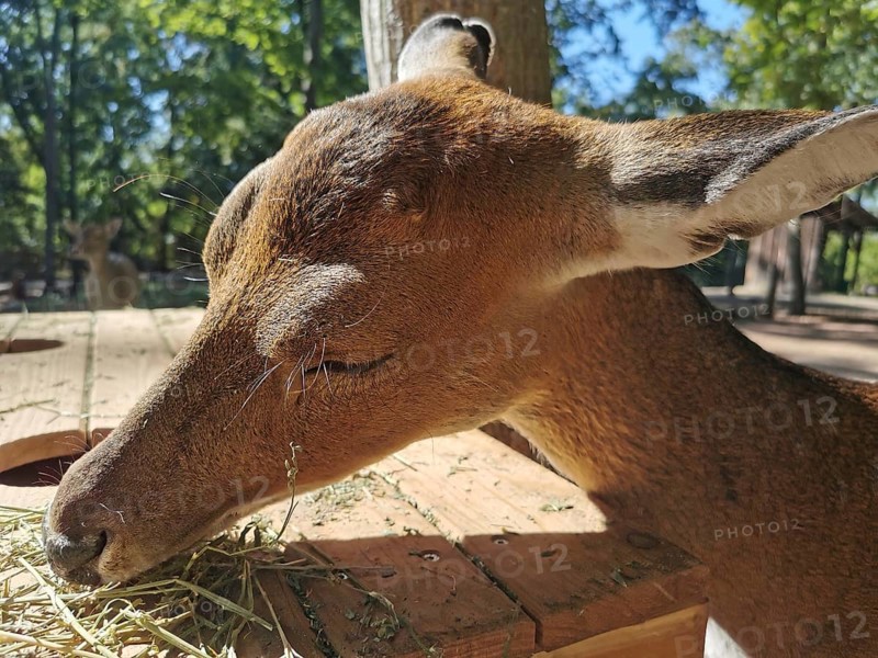 A roe deer (capreolus capreolus) eats hay in Erfurt Zoo Park, Thuringia