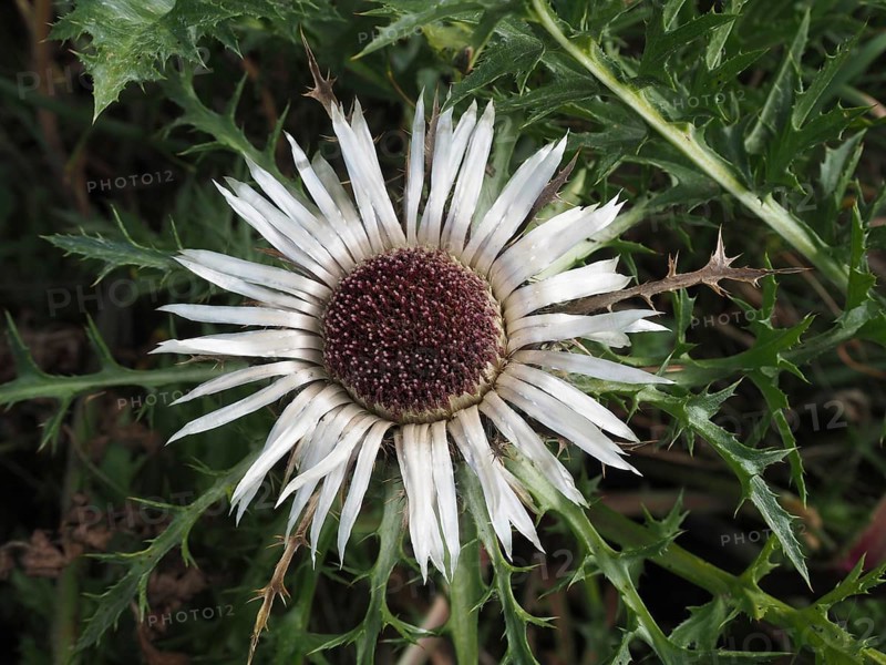 Close-up of a silver thistle (Carlina acaulis) surrounded by green leaves. Goms, Canton Valais, Switzerland