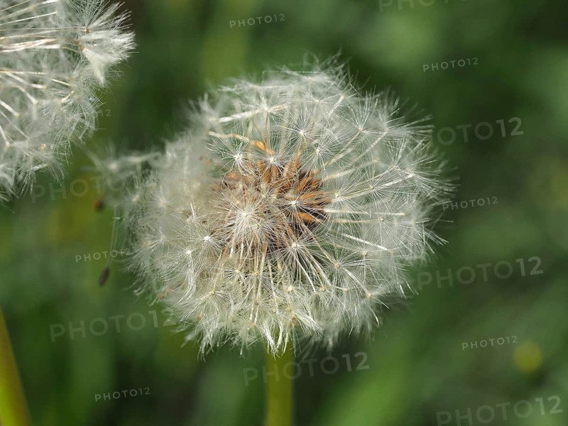 Close-up of a faded dandelion, common dandelion (Taraxacum officinale), in the green. Hüttchopf, Fischenthal, Tösstal, Canton Zurich, Switzerland