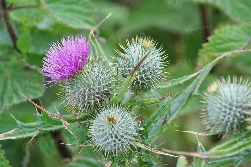 Spear Thistle (Cirsium vulgare) with purple flower and spiny green leaves, Goms, Canton Valais, Switzerland