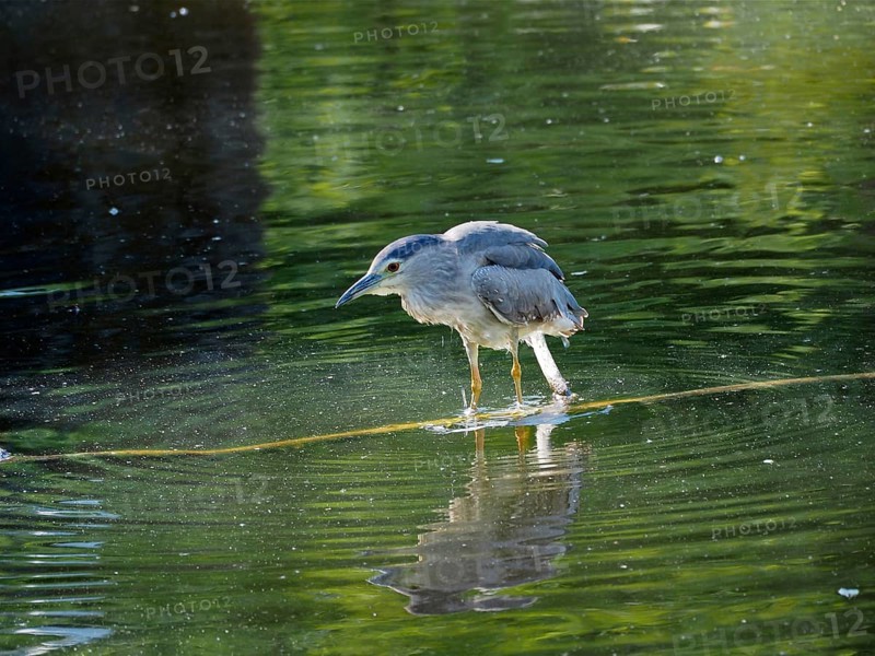 A night heron (Nycticorax nycticorax) stands still on a body of water with a clear reflection of its surroundings. La Sauge nature reserve, Cudrefin, Lake Neuchâtel, Canton Neuchâtel, Switzerland
