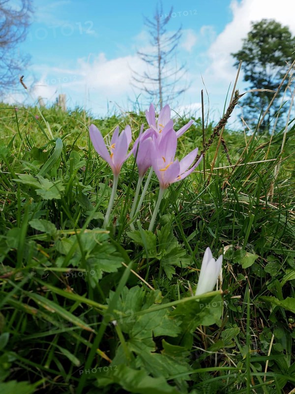 Autumn crocus (Colchicum autumnale) in a meadow under a blue sky. Hüttchopf, Fischenthal, Töss Valley, Canton Zurich, Switzerland