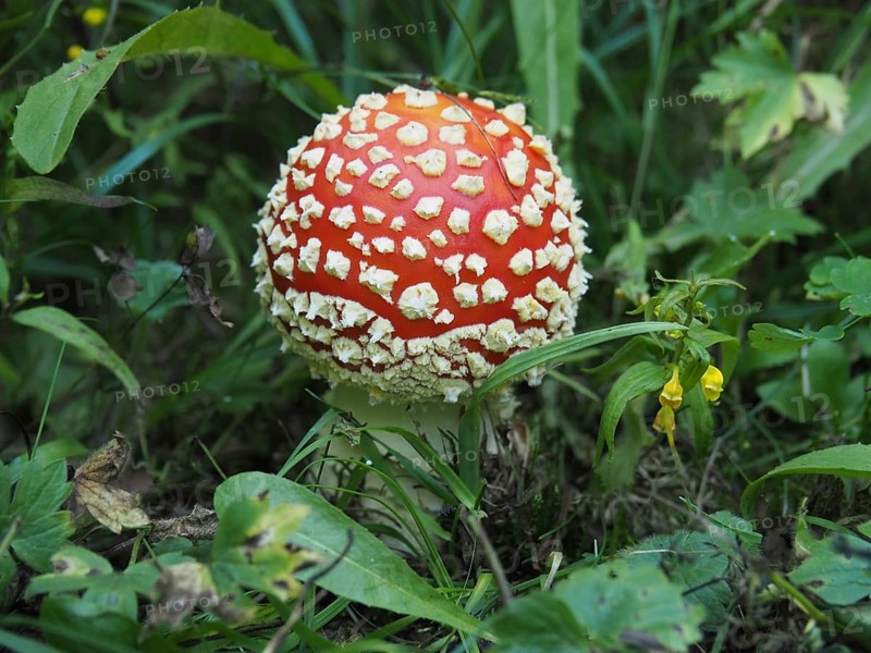 Fly agaric, (Amanita muscaria), in the green with a distinctive red cap. Goms, Canton Valais, Switzerland