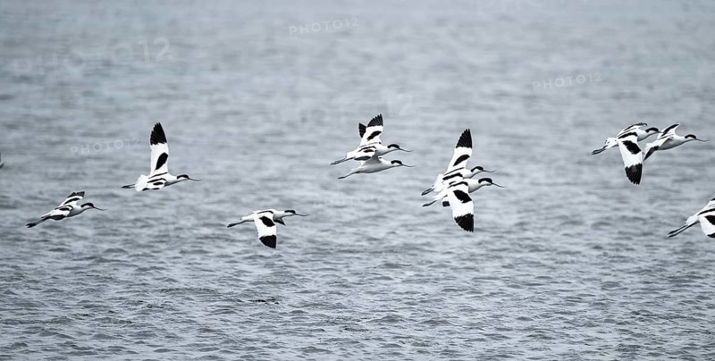 Avocets (Recurvirostra avosetta) fly over water, Namibia