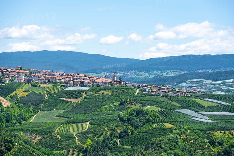 View of town, Varollo-Scanna village with fields and vineyards, Trentino, Italy