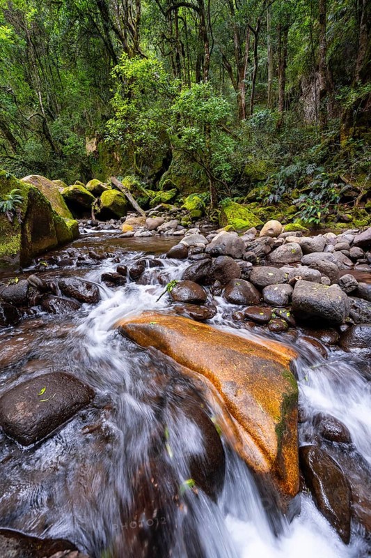 Mhlwazini River flows through thick forest, original mountain forest, Rainbow Gorge, Ukhahlamba-Drakensberg Park, KwaZulu-Natal, Drakensberg Mountains, South Africa