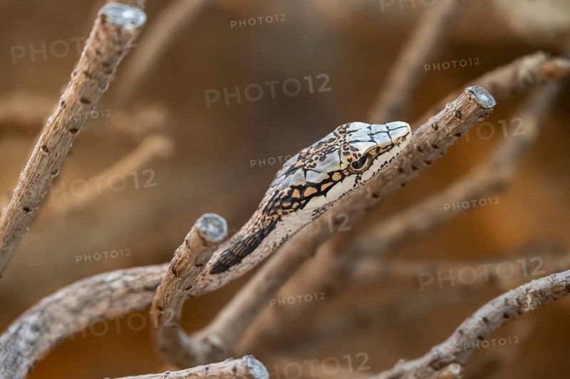 Vine Snake or Twig Snake (Thelotornis capensis oatesi), captive, Namibia