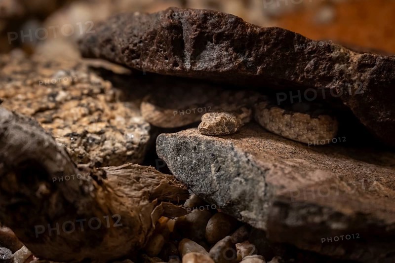 Western Keeled Snake (Pythonodipsas carinata) hides under a rock, captive, Namibia