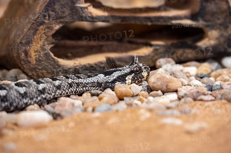Many-horned adder (Bitis cornuta) lies on sand, captive, Namibia