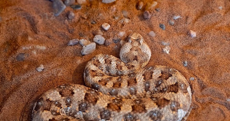 Horned adder (Bitis caudalis) lies on sand, captive, Namibia