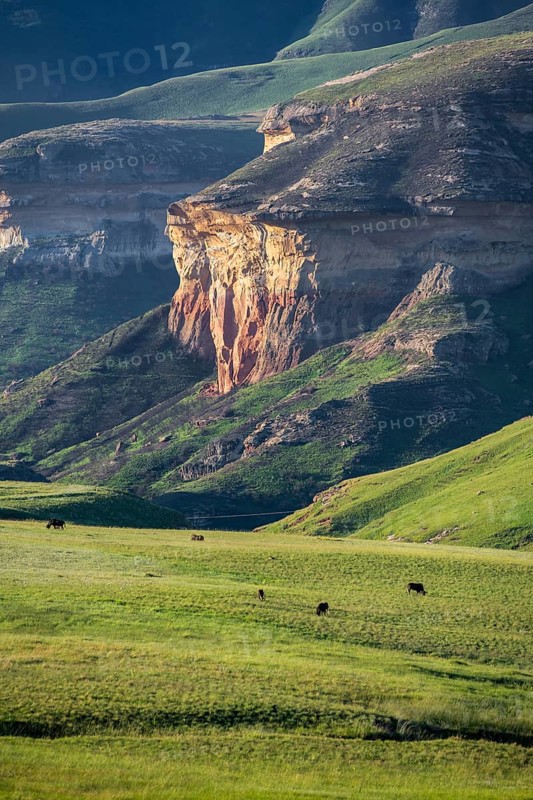 Grassland with sandstone cliffs and cliffs, landscape in Golden Gate Highlands National Park, Free State, South Africa
