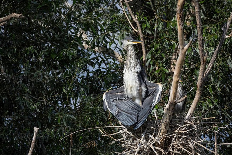 Grey heron (Ardea cinerea) young bird at the nest Hungary