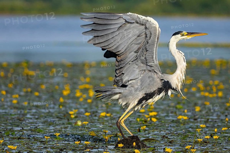 Grey heron (Ardea cinerea) in the midst of flowering water lilies Hungary