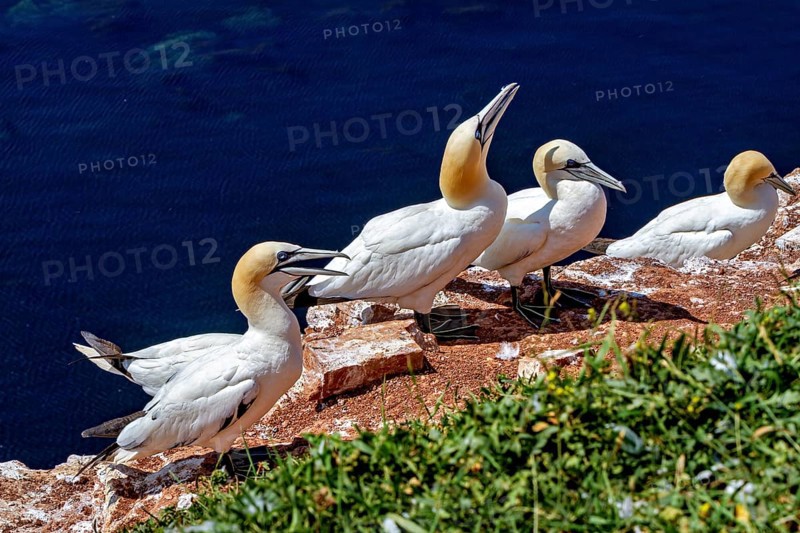 Gannets linger on cliffs overlooking the sea under a blue sky on Heligoland, The gannets (Morus bassanus) on the cliffs of the offshore island of Heligoland