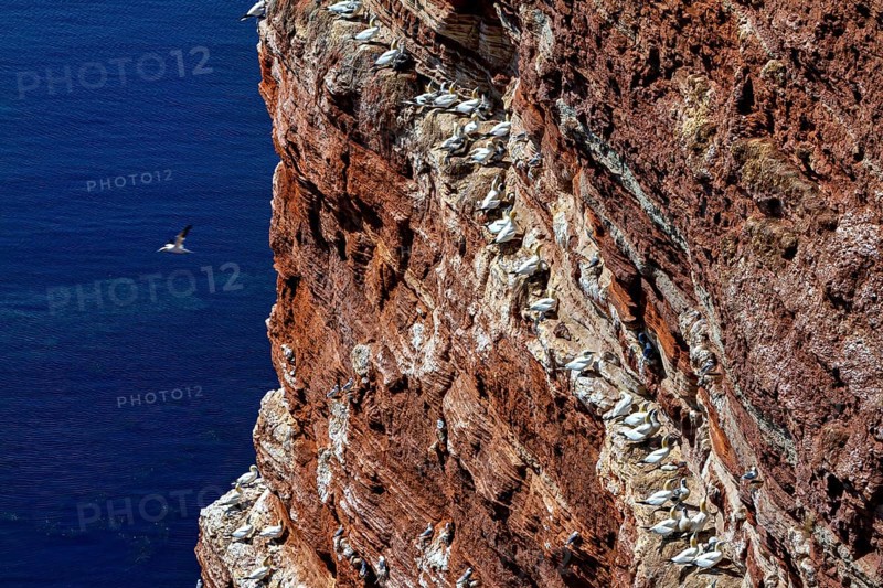 A large colony of gannets nests on a steep rock face with a view of the blue sea, The gannets (Morus bassanus) on the rock faces of the offshore island of Heligoland