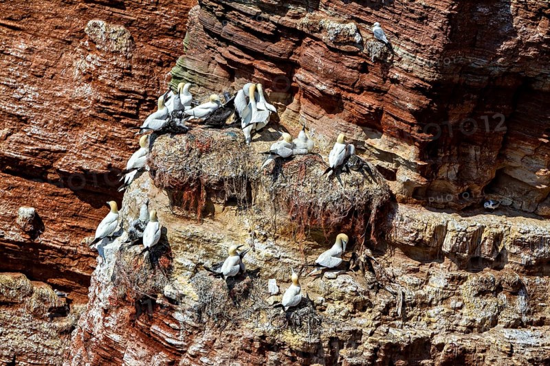 Gannets sit densely in nests along the cliffs on a rocky seashore, The gannets (Morus bassanus) in the cliffs of the offshore island of Heligoland