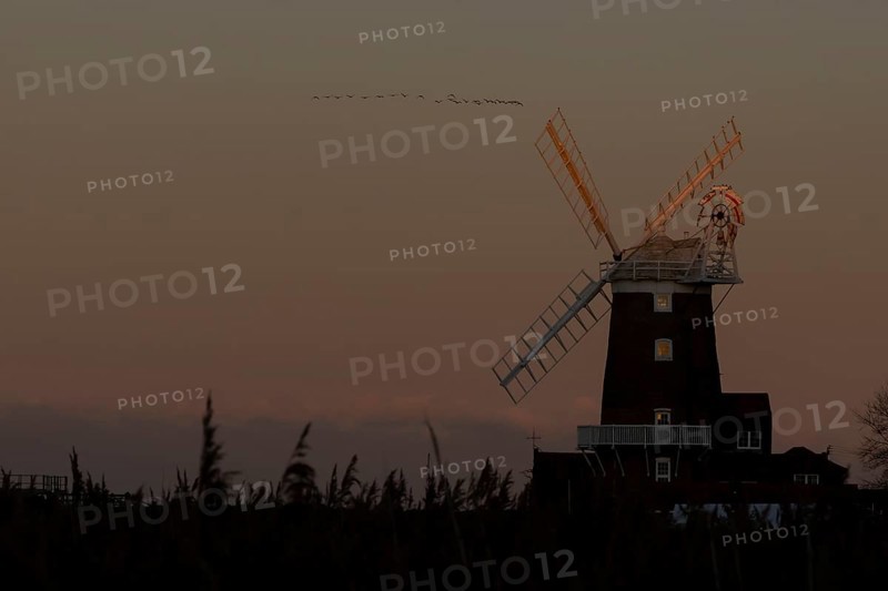 Geese in a flock or skein flying above a windmill in winter, Cley-next-to-the sea, Norfolk, England, United Kingdom