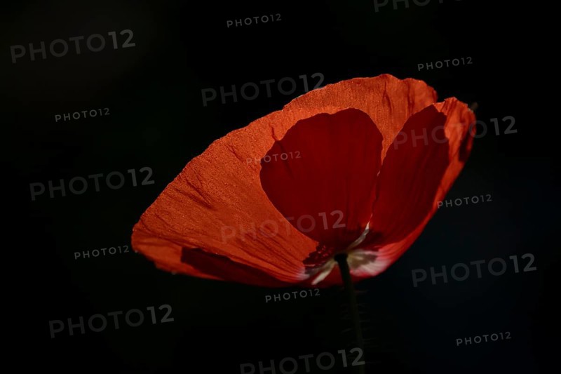 Common field poppy (Papaver rhoeas) single red flower backlit in summer, England, United Kingdom