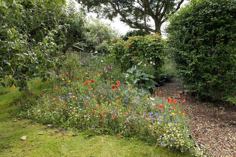 Wildflower border in a garden including field poppies, Corn marigold and Cornflower in summer, England, United Kingdom