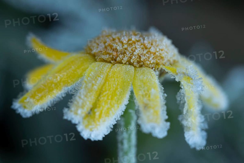 Corn marigold (Glebionis segetum) single flower covered in frost in winter, England, United Kingdom