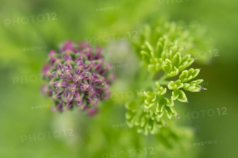 Common fumitory (Fumaria officinalis) single flower bud in summer, England, United Kingdom