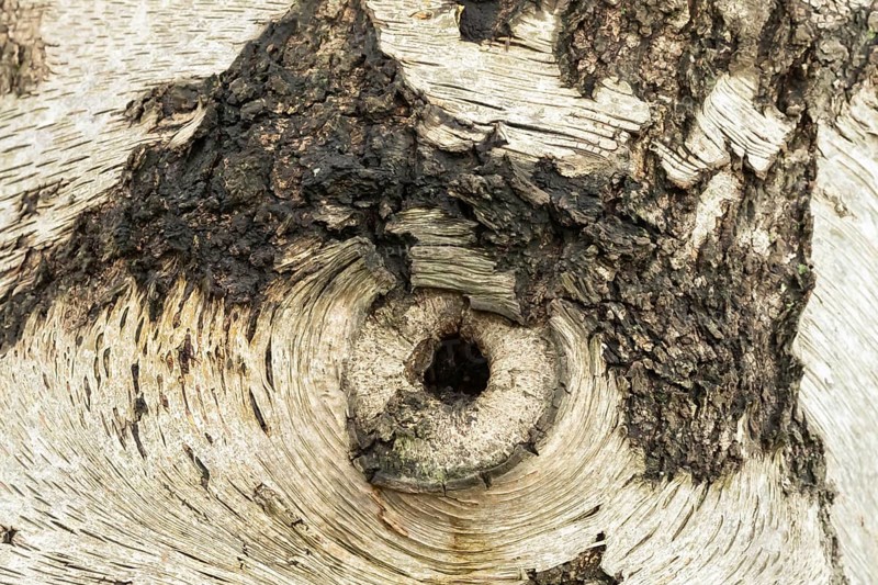 Silver birch tree (Betula pendula) close up of a hole in the bark of the trunk thats looks like an eye, England, United Kingdom