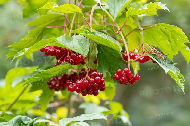 Guelder rose (Viburnum opulus) tree red berries in summer, England, United Kingdom