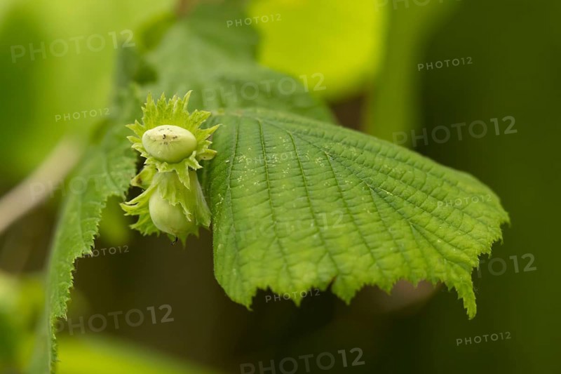Hazel (Corylus avellana) tree nuts on a branch in summer, England, United Kingdom